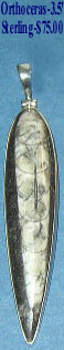 Sterling Silver Orthoceras Pendant